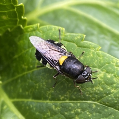 Odontomyia hunteri (Soldier fly) at Holder, ACT - 24 Jan 2023 by AJB