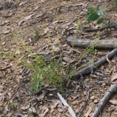 Stackhousia viminea at Cotter River, ACT - 21 Jan 2023