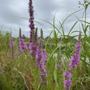 Lythrum salicaria at Holder, ACT - 19 Jan 2023