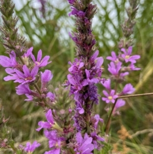 Lythrum salicaria at Holder, ACT - 19 Jan 2023 10:49 AM