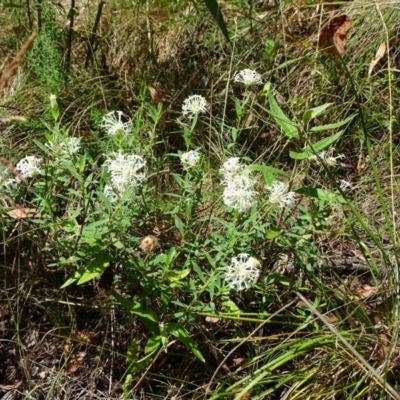 Pimelea treyvaudii (Grey Riceflower) at Paddys River, ACT - 24 Jan 2023 by Mike