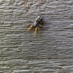 Nyssus coloripes at Lyneham, ACT - 17 Nov 2022