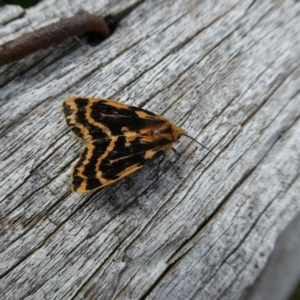 Ardices curvata at Charleys Forest, NSW - 6 Nov 2021