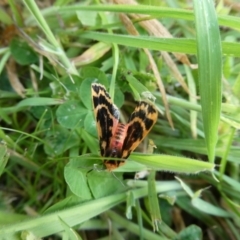 Ardices curvata (Crimson Tiger Moth) at Charleys Forest, NSW - 6 Nov 2021 by arjay