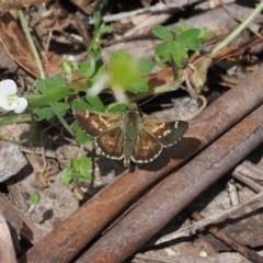 Pasma tasmanica (Two-spotted Grass-skipper) at Namadgi National Park - 21 Jan 2023 by RAllen