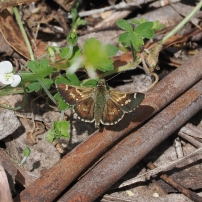 Pasma tasmanica (Two-spotted Grass-skipper) at Cotter River, ACT - 21 Jan 2023 by RAllen