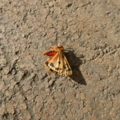 Ardices curvata (Crimson Tiger Moth) at Charleys Forest, NSW - 25 Jan 2021 by arjay