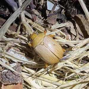 Anoplognathus pallidicollis at Lyneham, ACT - 30 Dec 2022