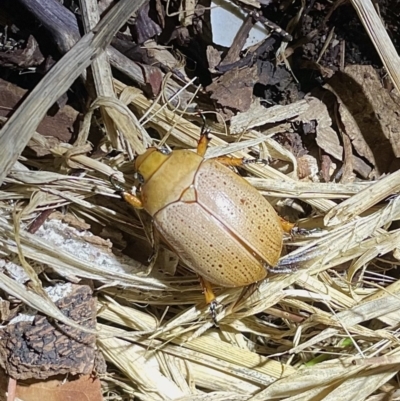 Anoplognathus pallidicollis (Cashew beetle) at Lyneham, ACT - 30 Dec 2022 by HelenWay