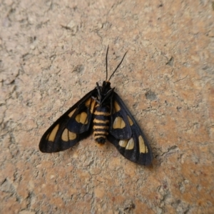 Amata (genus) at Charleys Forest, NSW - 4 Jan 2021