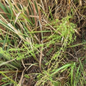 Asperula conferta at Molonglo Valley, ACT - 24 Jan 2023 08:41 AM