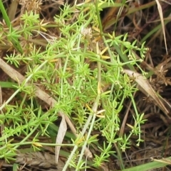 Asperula conferta at Molonglo Valley, ACT - 24 Jan 2023 08:41 AM