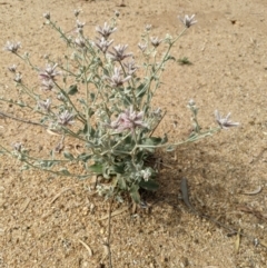 Ptilotus sessilifolius at Jerilderie, NSW - 22 Jan 2023