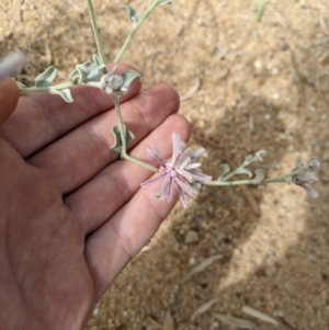 Ptilotus sessilifolius at Jerilderie, NSW - 22 Jan 2023