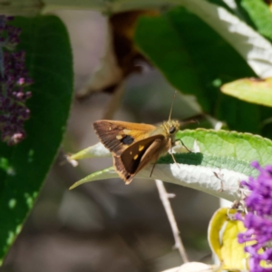 Timoconia flammeata at Captains Flat, NSW - 23 Jan 2023