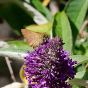 Timoconia flammeata at Captains Flat, NSW - 23 Jan 2023