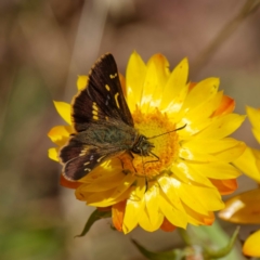 Dispar compacta (Barred Skipper) at Rossi, NSW - 23 Jan 2023 by DPRees125