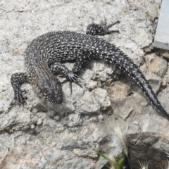 Egernia cunninghami (Cunningham's Skink) at Cooma, NSW - 24 Jan 2023 by JohnBundock