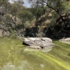 Callistemon sieberi (River Bottlebrush) at Yarrow, NSW - 24 Jan 2023 by SimoneC