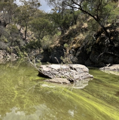 Callistemon sieberi (River Bottlebrush) at Yarrow, NSW - 24 Jan 2023 by SimoneC