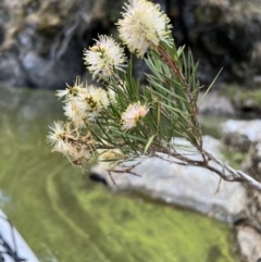 Callistemon sieberi at Yarrow, NSW - 24 Jan 2023 01:33 PM