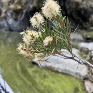 Callistemon sieberi at Yarrow, NSW - 24 Jan 2023