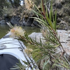 Callistemon sieberi at Yarrow, NSW - 24 Jan 2023