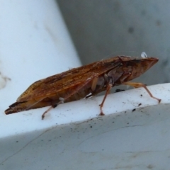 Stenocotis sp. (genus) (A Leafhopper) at Belconnen, ACT - 24 Jan 2023 by jgiacon