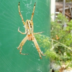 Plebs bradleyi (Enamelled spider) at Belconnen, ACT - 16 Jan 2023 by JohnGiacon