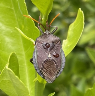 Musgraveia sulciventris (Bronze Orange Bug) at Lyneham, ACT - 19 Jan 2023 by HelenWay