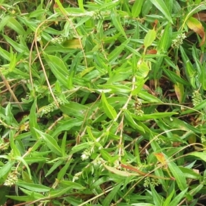 Persicaria prostrata at Molonglo Valley, ACT - 24 Jan 2023