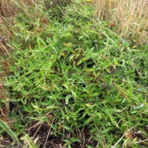 Persicaria prostrata at Molonglo Valley, ACT - 24 Jan 2023