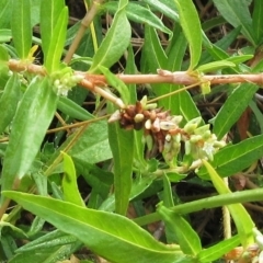 Persicaria prostrata at Molonglo Valley, ACT - 24 Jan 2023