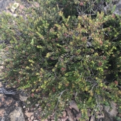 Leionema lamprophyllum subsp. obovatum (Shiny Phebalium) at Namadgi National Park - 21 Dec 2022 by Tapirlord