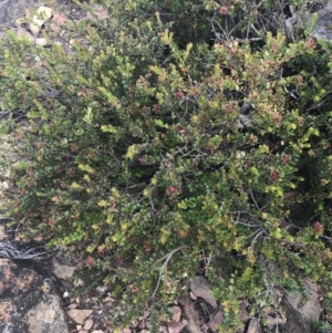 Leionema lamprophyllum subsp. obovatum at Cotter River, ACT - 21 Dec 2022