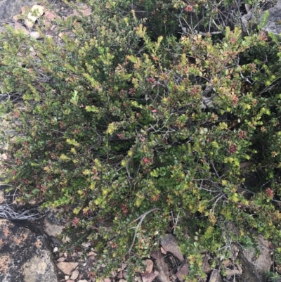 Leionema lamprophyllum subsp. obovatum (Shiny Phebalium) at Namadgi National Park - 21 Dec 2022 by Tapirlord