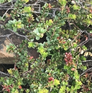 Leionema lamprophyllum subsp. obovatum at Cotter River, ACT - 21 Dec 2022