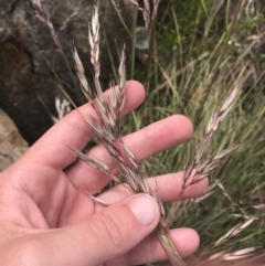 Rytidosperma pallidum (Red-anther Wallaby Grass) at Cotter River, ACT - 21 Dec 2022 by Tapirlord