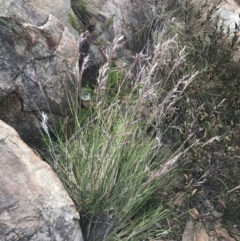 Rytidosperma pallidum at Cotter River, ACT - 21 Dec 2022