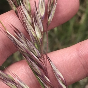 Rytidosperma pallidum at Cotter River, ACT - 21 Dec 2022