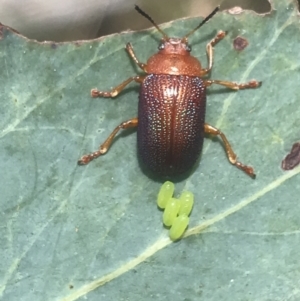 Calomela ioptera at Cotter River, ACT - 21 Dec 2022