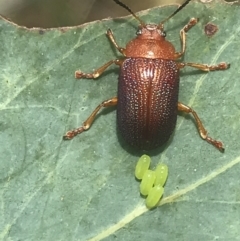 Calomela ioptera at Cotter River, ACT - 21 Dec 2022