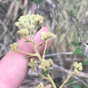 Astrotricha ledifolia at Paddys River, ACT - 21 Dec 2022 01:30 PM