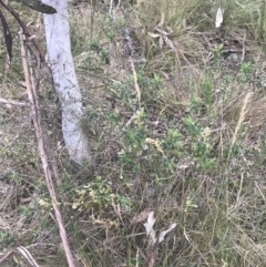 Astrotricha ledifolia at Paddys River, ACT - 21 Dec 2022 01:30 PM