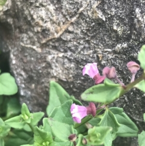 Scutellaria humilis at Paddys River, ACT - 21 Dec 2022 01:28 PM