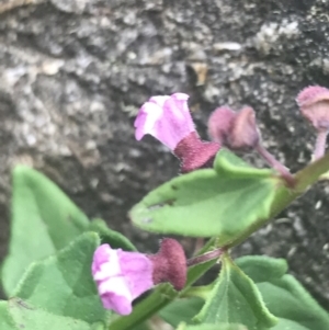 Scutellaria humilis at Paddys River, ACT - 21 Dec 2022 01:28 PM