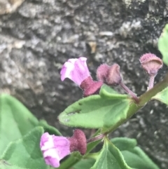 Scutellaria humilis at Paddys River, ACT - 21 Dec 2022 01:28 PM