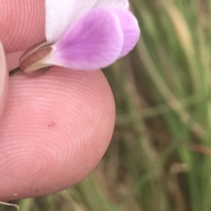 Cardamine lilacina at Paddys River, ACT - 21 Dec 2022