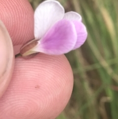 Cardamine lilacina at Paddys River, ACT - 21 Dec 2022