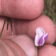 Cardamine lilacina at Paddys River, ACT - 21 Dec 2022